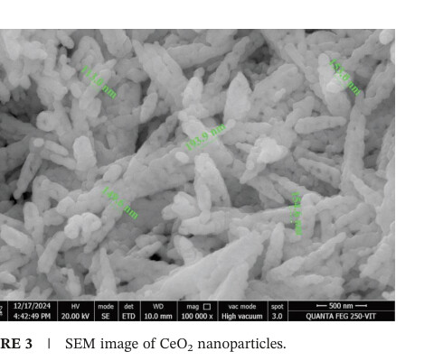 SEM image of CeO2 nanoparticles showing rod-shaped clustered structure